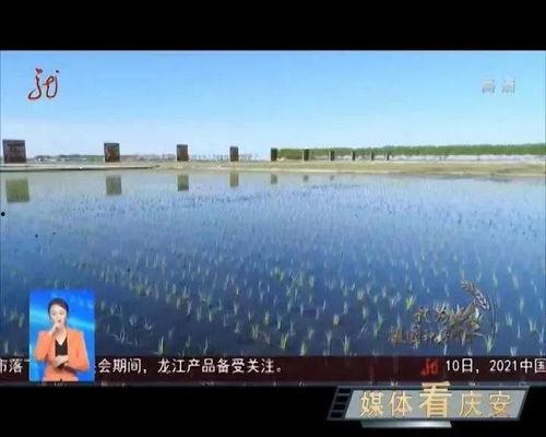 番禺新闻头条龙美村,古韵新颜，乡村振兴的生动样本